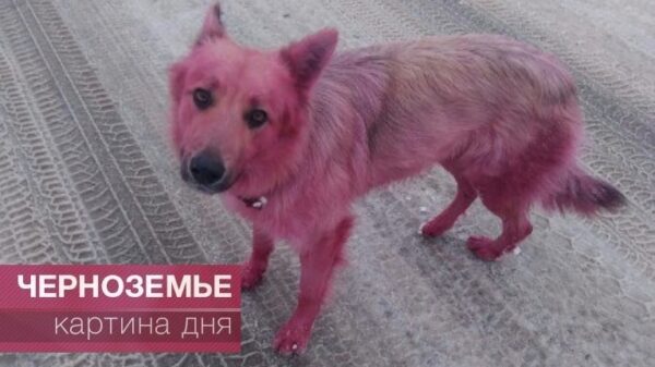Живодеры покрасили собаку в розовый цвет
