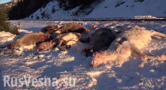 Жуткие кадры: более 100 северных оленей погибли под колесами поездов (ФОТО, ВИДЕО 18+)