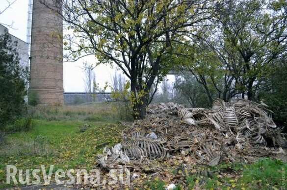 Жуткое зрелище: В Одессе обнаружили горы скелетов (ФОТО)
