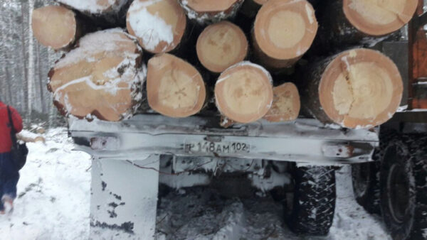 36 кубометров древесины изъяли у «черных» лесорубов из Башкирии