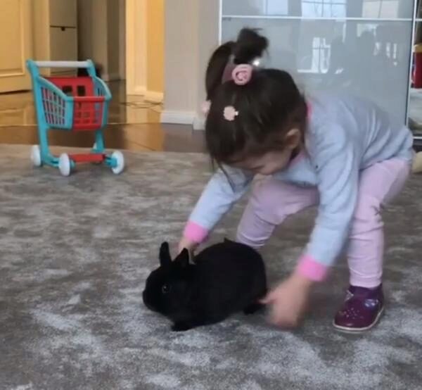 Бородина показала в Instagram будни своего домашнего кролика