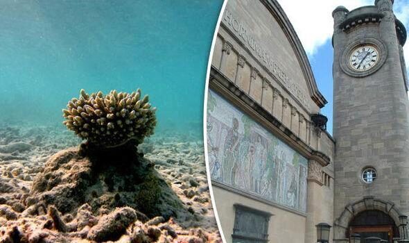 Британские ученые впервые добились размножения кораллов в «неволе»