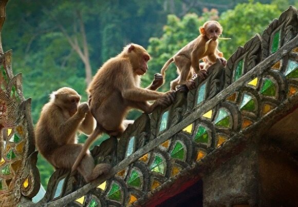 Челябинку в Храме обезьян укусила мартышка, лечиться пришлось за свой счет