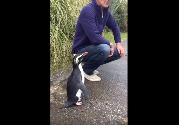 Чрезвычайно общительный пингвин попал на видео прохожих в Новой Зеландии