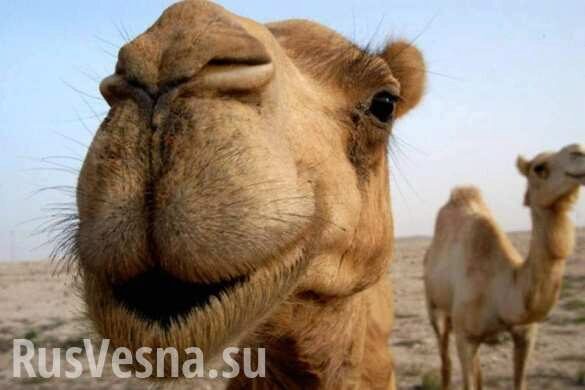 Грузинский цирк-шапито бросил на Украине своего верблюда (ФОТО)