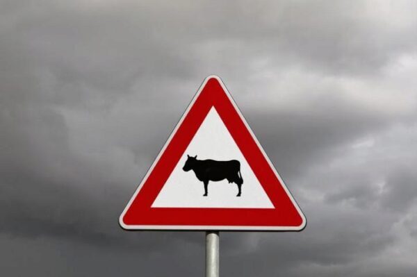 Корова спровоцировала тройное ДТП на трассе в Северной Осетии