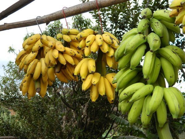 Кожура банана может стать лекарством от рака, старения и диареии