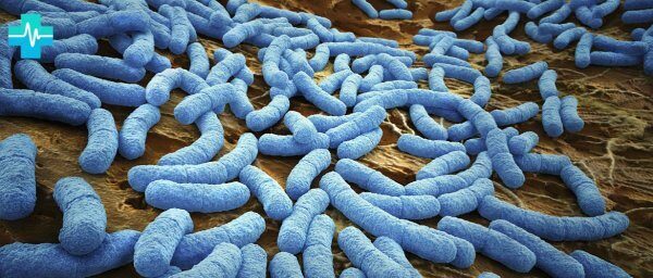 Красноярские ученые приступили к «борьбе с бактериями»