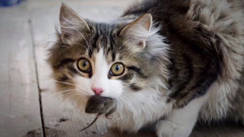 Медики объяснили, почему опасно заводить кошек