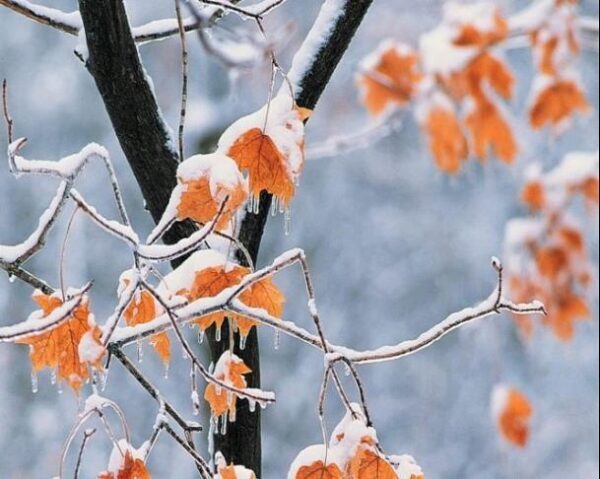 Морозов не ожидается: прогноз уральской погоды на неделю