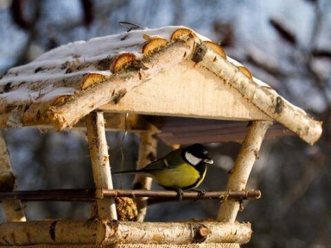 На проспекте Кирова саратовцам раздадут тысячу кормушек для птиц