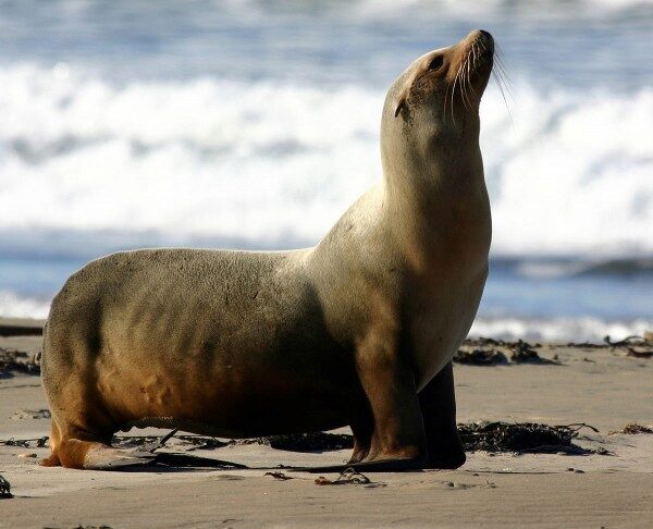 Нападения морского льва заставили власти Сан-Франциско запретить плаванье в бухте
