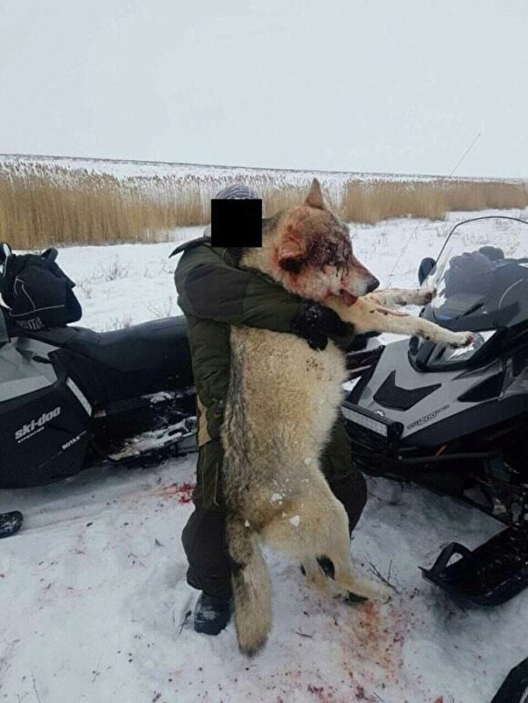 На Урале стаи волков атаковали сёла. В регионе разрешили неограниченный отстрел хищников