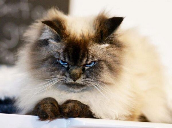 Найден самый суровый кот в мире, он обворожил пользователей сети