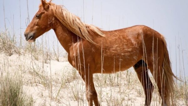На западе Алтайского края скотник для свидания с приятельницей умыкнул коня