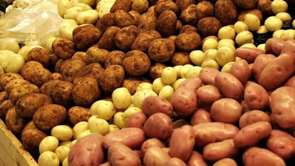 Нижегородская область занимает 1 место в ПФО по выращиванию картофеля