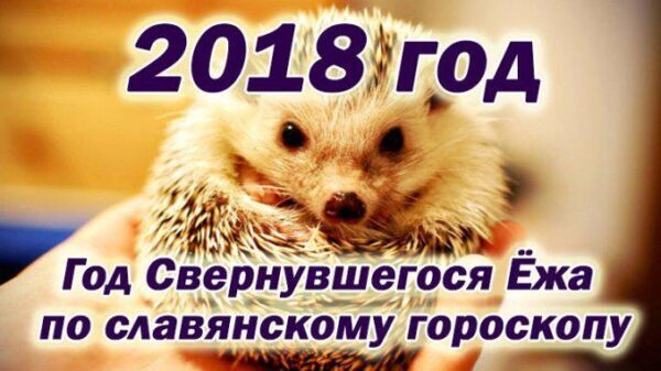 Новый 2018 год Свернувшегося Ежа, каким он будет: деньги и карьера, любовь и отношения, здоровье и настроение в 2018 году