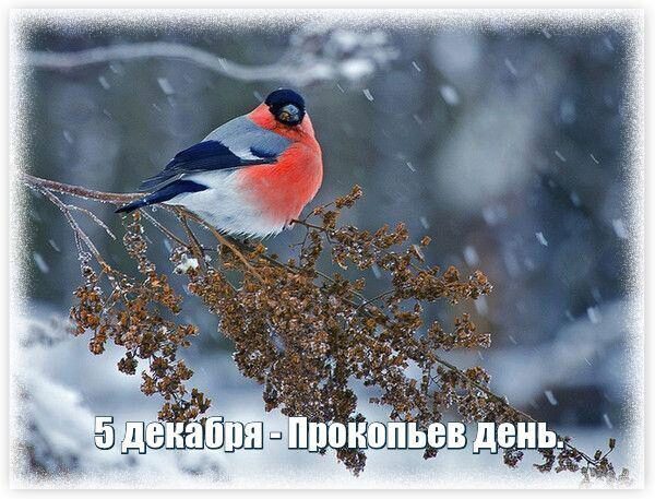 Прокопьев день 5 декабря 2017 года: что это за праздник, как его отмечают, приметы этого дня, традиции, история