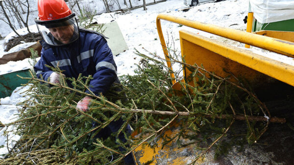 Пункты по утилизации новогодних елей и пихт создали в Москве