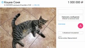 Ростовчанин продает домашнюю кошку Соню за 1 млн рублей