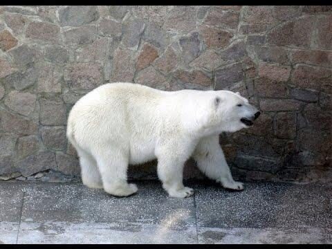 Самому старшему белому медведю в мире исполнилось 37 лет