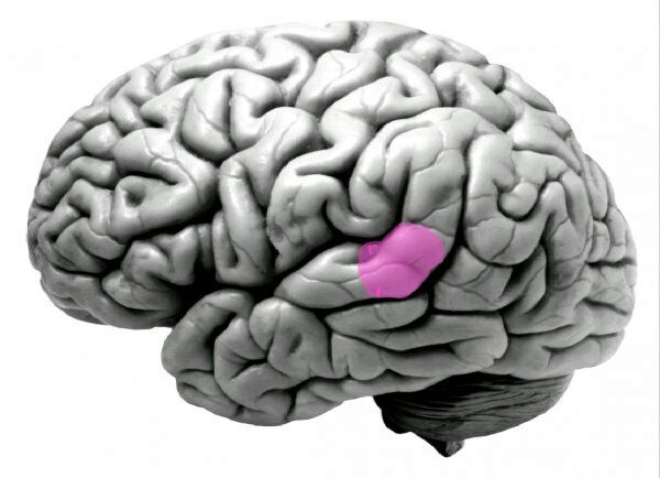 Siri прямо в мозге: Ученые нашли область мозга, отвечающую за распознавание голосов