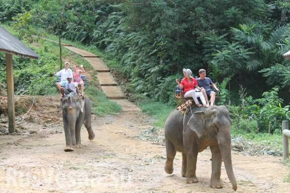 Слон насмерть затоптал немецкого туриста в Таиланде