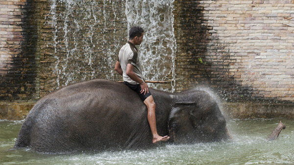 Слон насмерть затоптал туриста в Тайланде