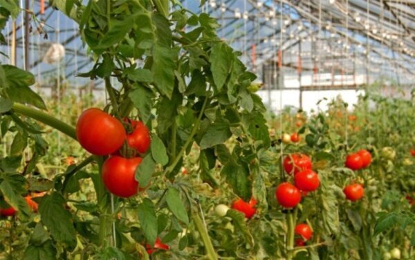 Тепличное растениеводство в Российской Федерации находится на подъеме