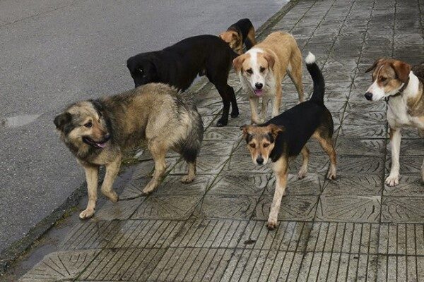 Трупы бездомных собак валяются на улицах в Ростове