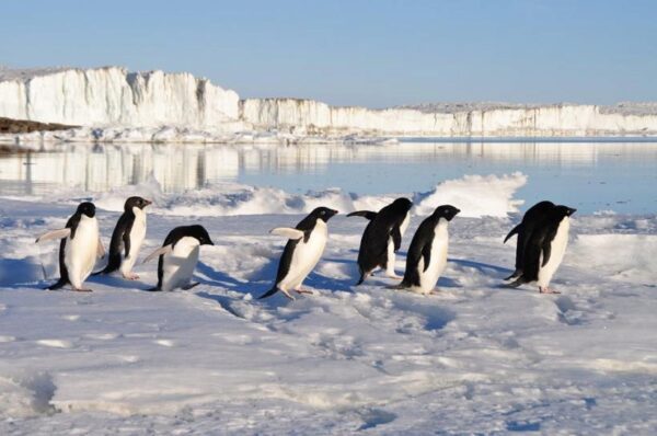 Ученые изучили окаменелости древнего стокилограммового пингвина