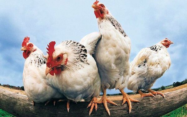 Учёные научились понимать язык куриц