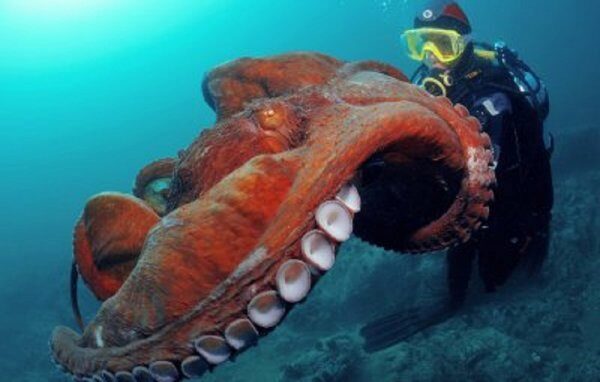 Ученые обнаружили новый вид гигантских осьминогов