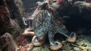Ученые открыли новый вид гигантских осьминогов