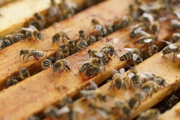 Ученые: Пчелиный яд убивает раковые клетки