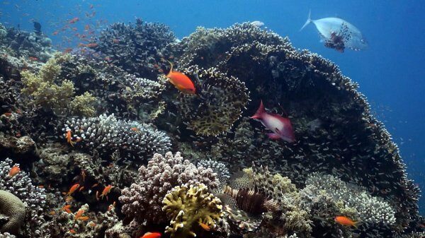 Учёные: Выведены кораллы, устойчивые к глобальному потеплению