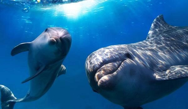 Ученые: звуки спаривания рыб вредят слуху дельфинов
