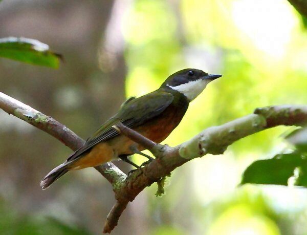 В Амазонии обнаружен новый вид птиц