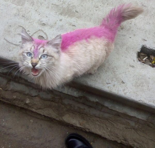 В Астрахани розовый окрас кота объяснили лечением животного