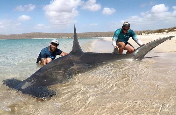 В Австралии рыбаки поймали беременную трехметровую акулу