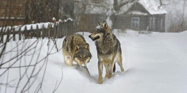 В Кировской области волки съели двоих собак