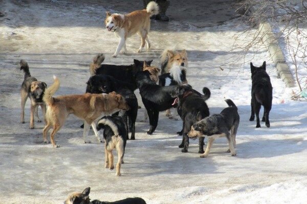 В Красноярске волонтёры нашли растерзанное собаками тело пропавшей женщины