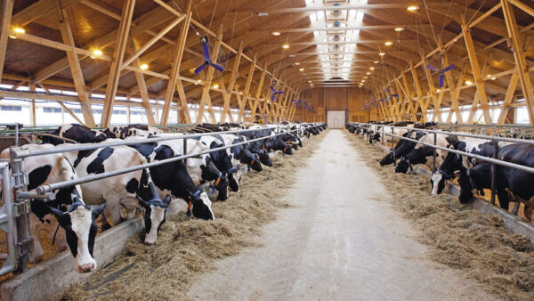 В Лысковском районе открыли животноводческий комплекс почти на 450 дойных коров