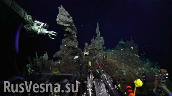 В Марианской впадине нашли самую глубоководную рыбу в мире (ФОТО, ВИДЕО)