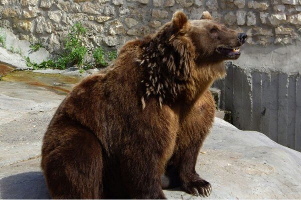 В Московском зоопарке объявлен "тихий час"