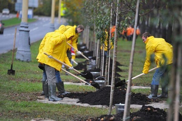 В Москве за 2017 год посадили 37 тыс деревьев