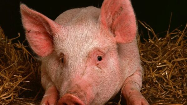 В Нижегородской области поголовье свиней за год снизилось на 10%