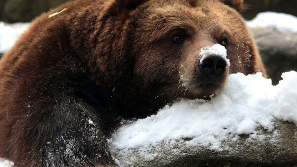 В Нижегородской области сезон охоты на медведя закроется 1 декабря