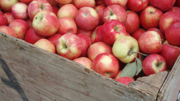 В Нижнем Новгороде на складе нашли 4,5 тонны санкционных яблок