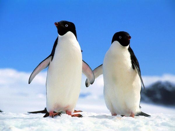 В Новой Зеландии найдены останки огромного пингвина